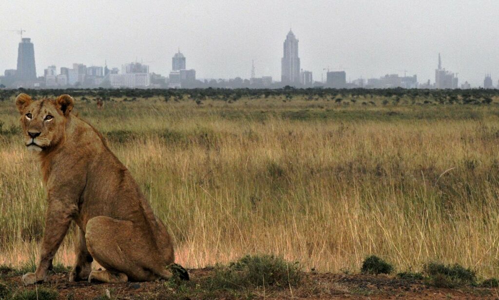 I Nairobi besøker løvene forstedene: - Vi er fanget mellom by og villmark