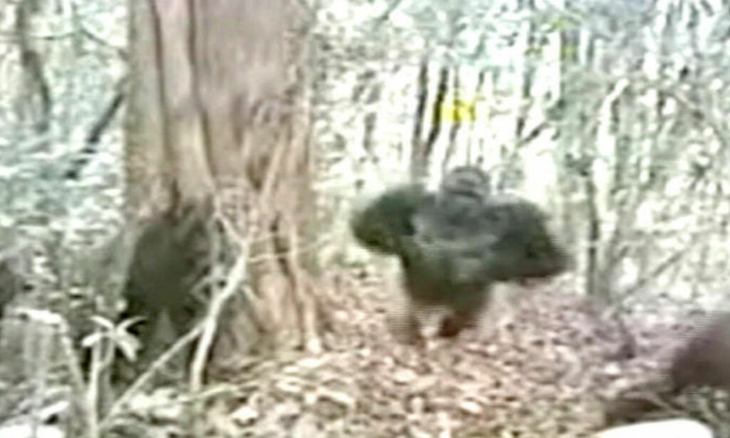Her gjør noen av verdens mest sjeldne gorillaer sin kameradebut