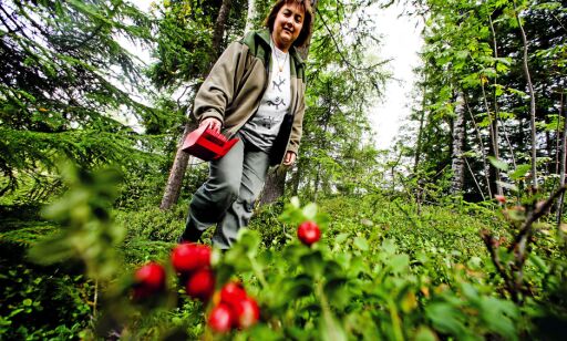 Trysil.
Kirsten Winge (BILDET) som bor på Sørlund Gård bruker bær fra skogen i alle sine matretter. Har nå utgitt sin femte kokebok med tittelen "Norske bær fra natur og hage".