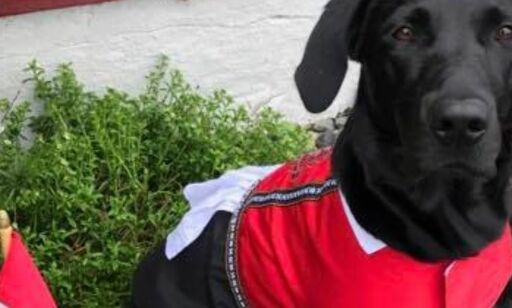 Politihunden Leah gikk på smell: - Bunaden som passet i fjor er plutselig for trang!