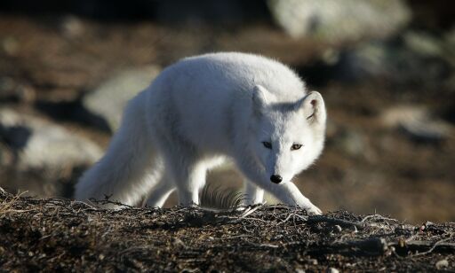 Hunder på Svalbard angrepet av fjellrev med rabies