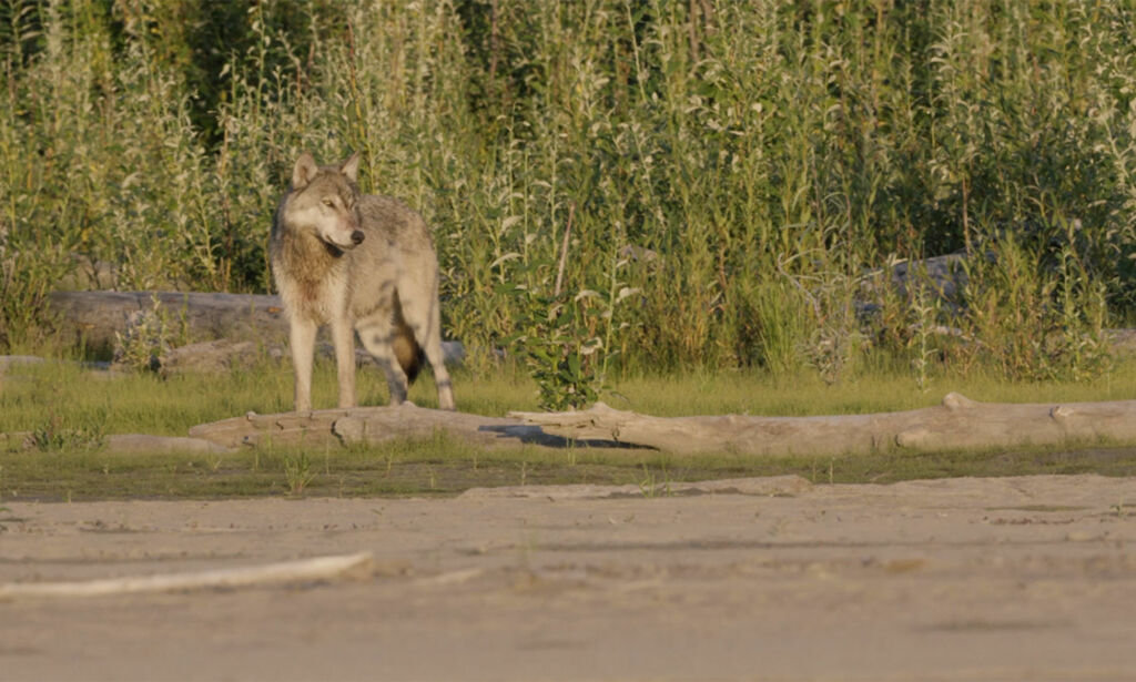 Nordmenn plutselig omringet av sultne ulver i Alaskas ødemark: - Jeg kjente på redsel