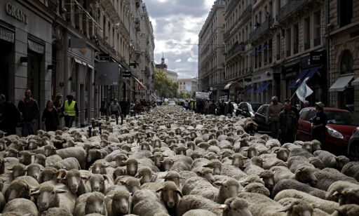 Slik protesterer de mot ulv i Frankrike