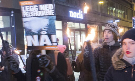 Pelsdyrnæringen skal avvikles