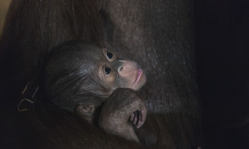 Kristiansand 20180129.
Lørdag ble det født en orangutang i Dyreparken, for andre gang i historien. Den lille ungen er en kjærkommen tilvekst til den kritisk utryddingstruede dyrearten.
Foto: Ole Martin Buene / Kristiansand Dyrepark / NTB scanpix
