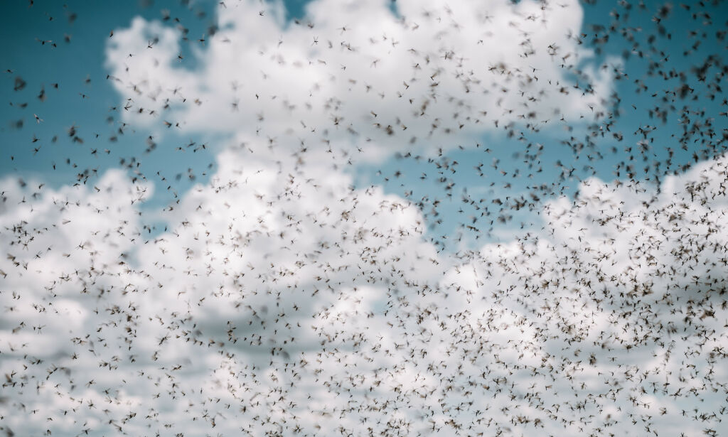 Insektene forsvinner i vanvittig tempo:- En katastrofal kollaps
