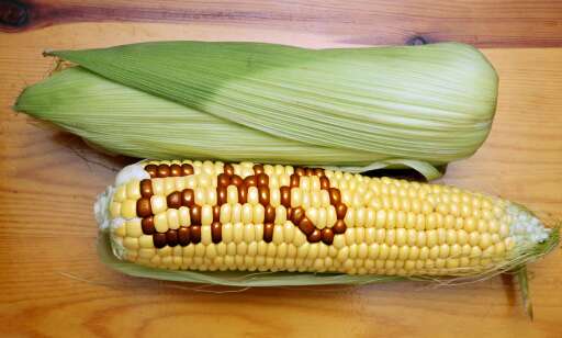 Forskningsinstitutt fremmer udokumenterte påstander om GenØk og GMO